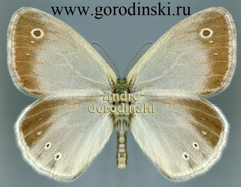 http://www.gorodinski.ru/satyridae/Coenonympha mongolica.jpg